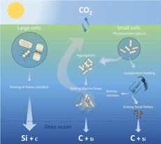 Diatom in the ocean biological carbon pump.